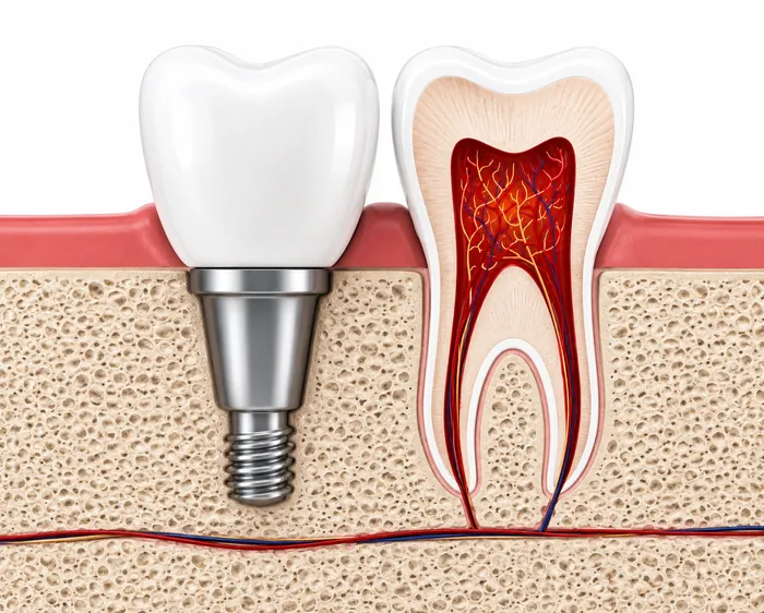 Tooth anatomy and root canal cross-section diagram